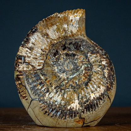 Großes Ammoniten-Fossil in Septarien-Matrix, sehr selten - 2689,49g