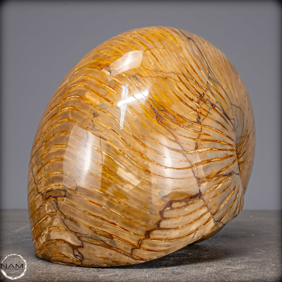 Natürlicher Bunter & Schillernder Nautilus Fossil - 4032,15g