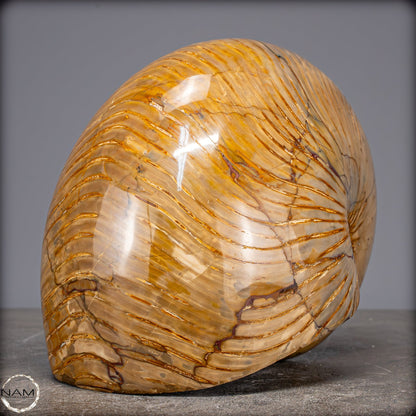 Natürlicher Bunter & Schillernder Nautilus Fossil - 4032,15g