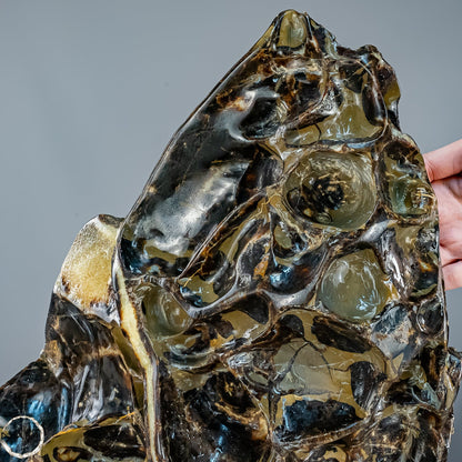 Septarien-Skulptur mit Ammonit aus Russland – 22569,66g