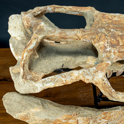 Fossiler Schädel eines Mosasaurus, sehr selten - 5144,26g