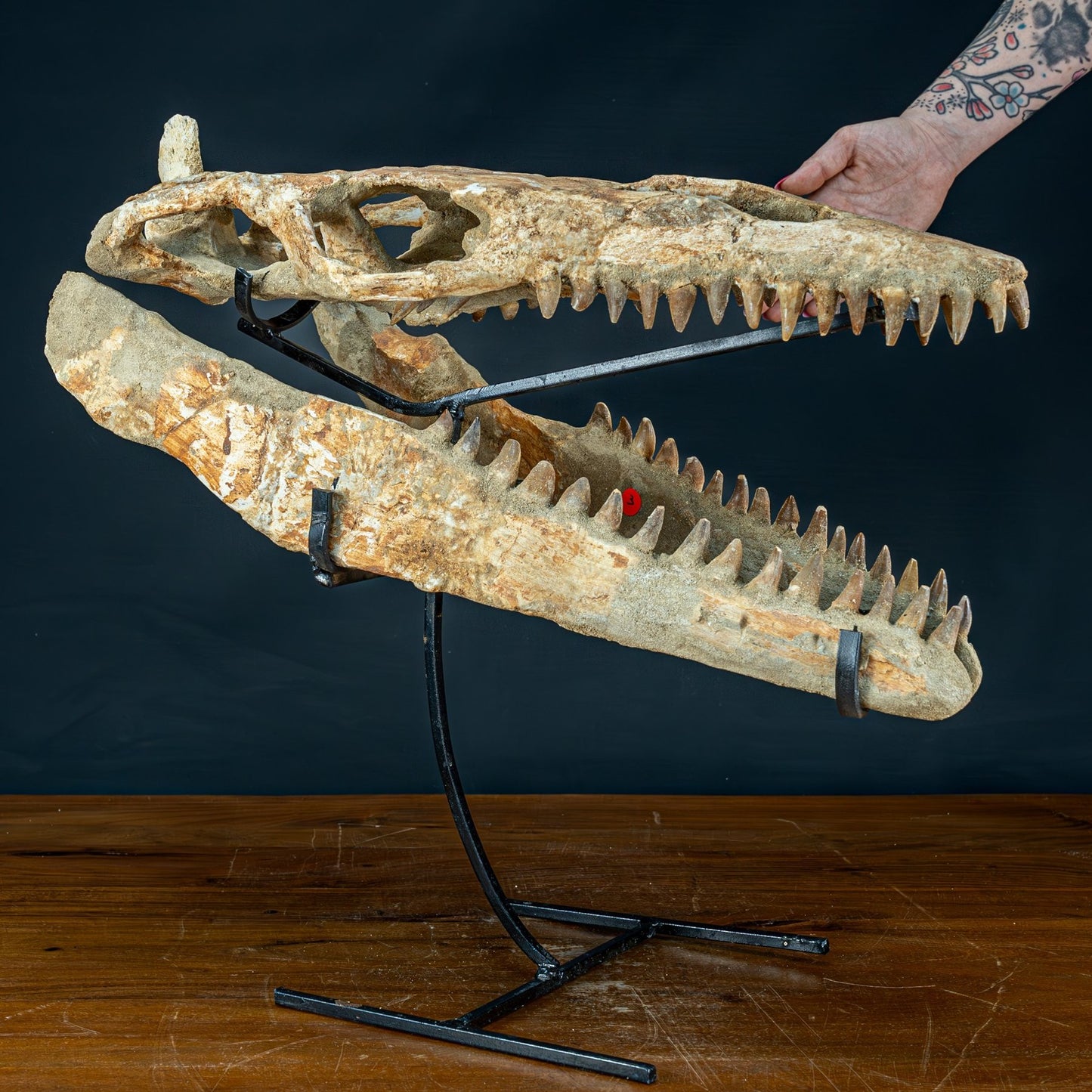 Fossiler Schädel eines Mosasaurus, sehr selten - 5144,26g