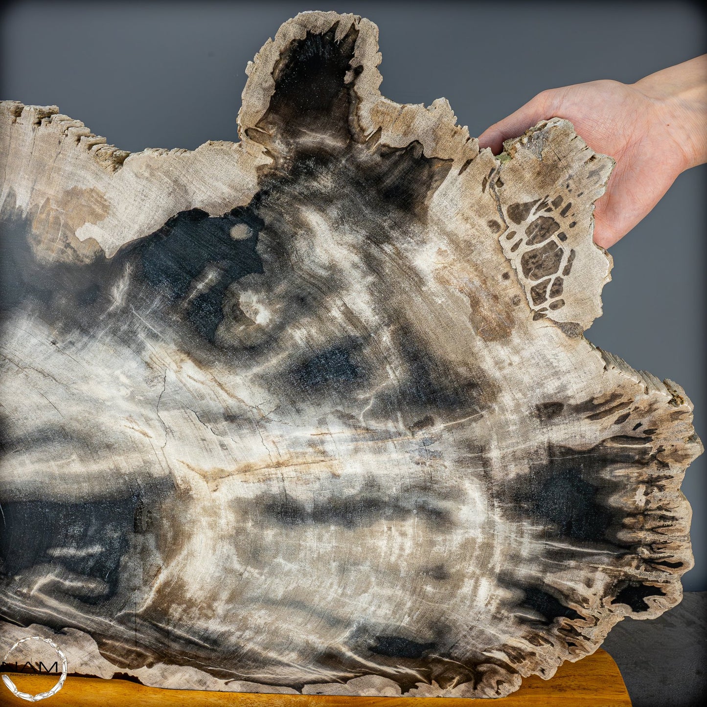 Natürliche Versteinerte Holz Kristall-Scheibe aus Arizona - 16728,48g