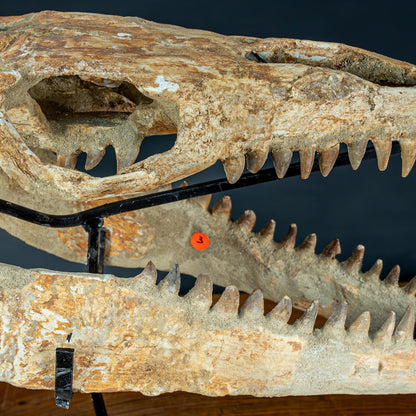 Fossiler Schädel eines Mosasaurus, sehr selten - 5144,26g