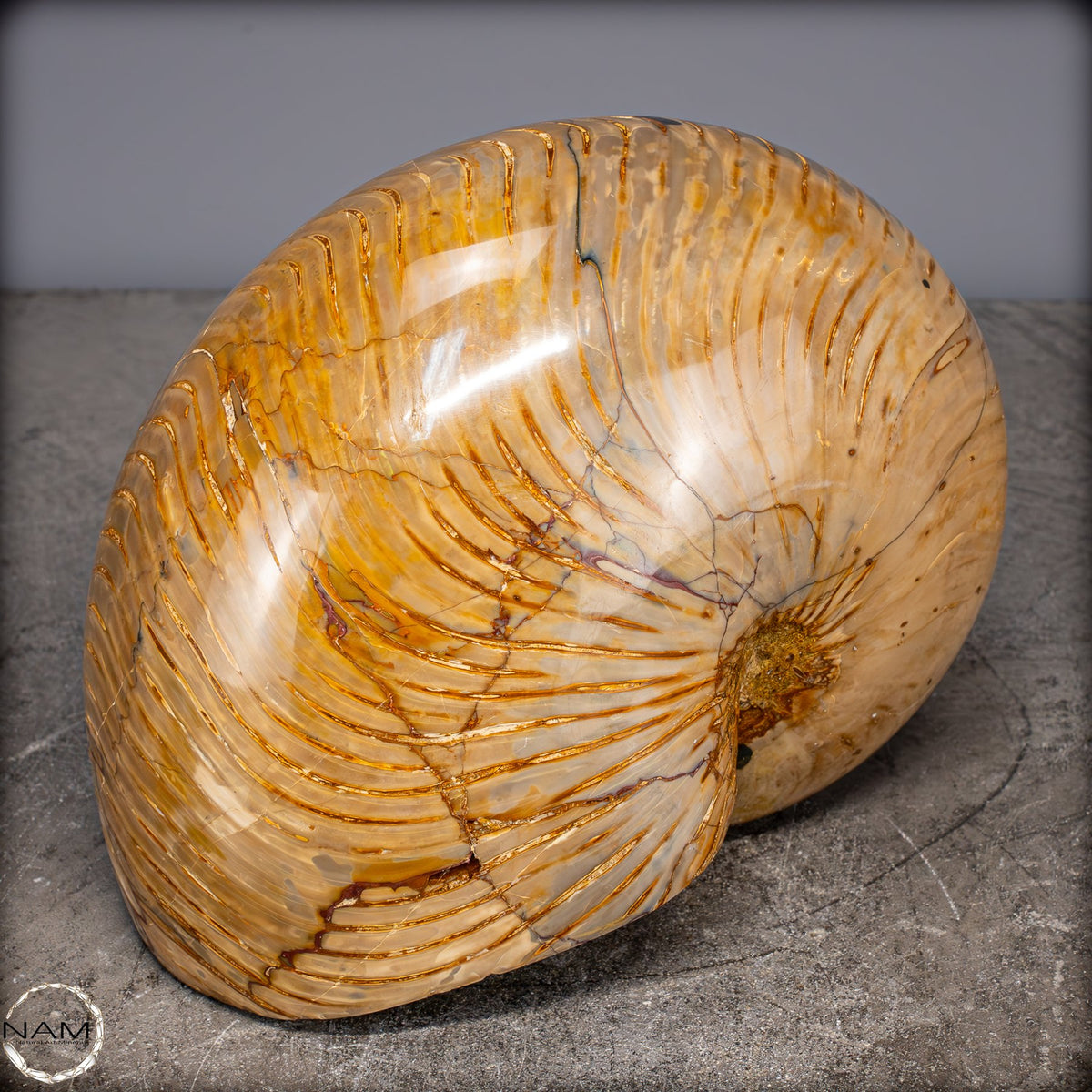 Natürlicher Bunter & Schillernder Nautilus Fossil - 4032,15g