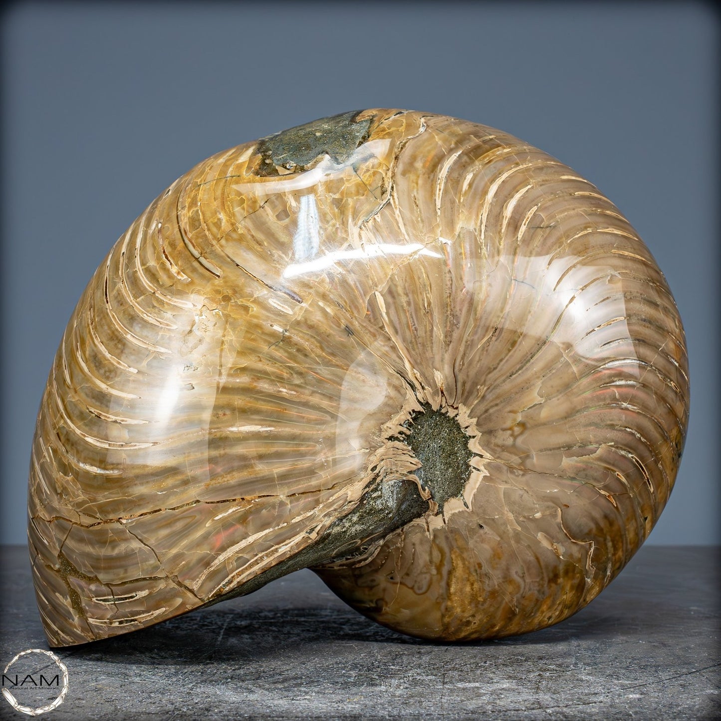 Natürlicher Bunter & Schillernder Nautilus Fossil - 2587,17g