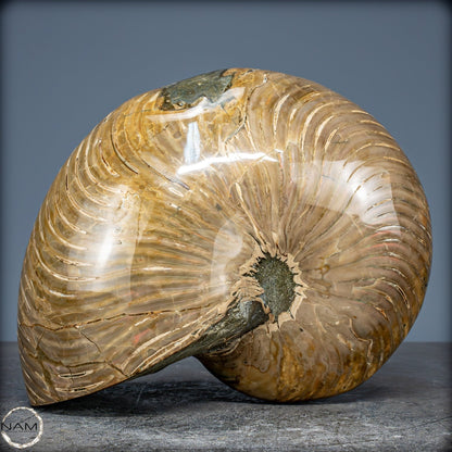 Natürlicher Bunter & Schillernder Nautilus Fossil - 2587,17g