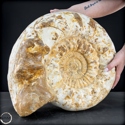 Sehr Großes Ammonit Fossil - 36666,66g