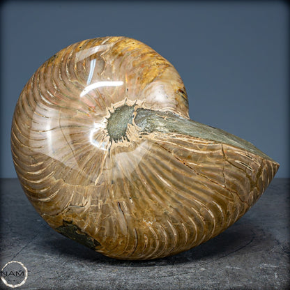 Natürlicher Bunter & Schillernder Nautilus Fossil - 2587,17g