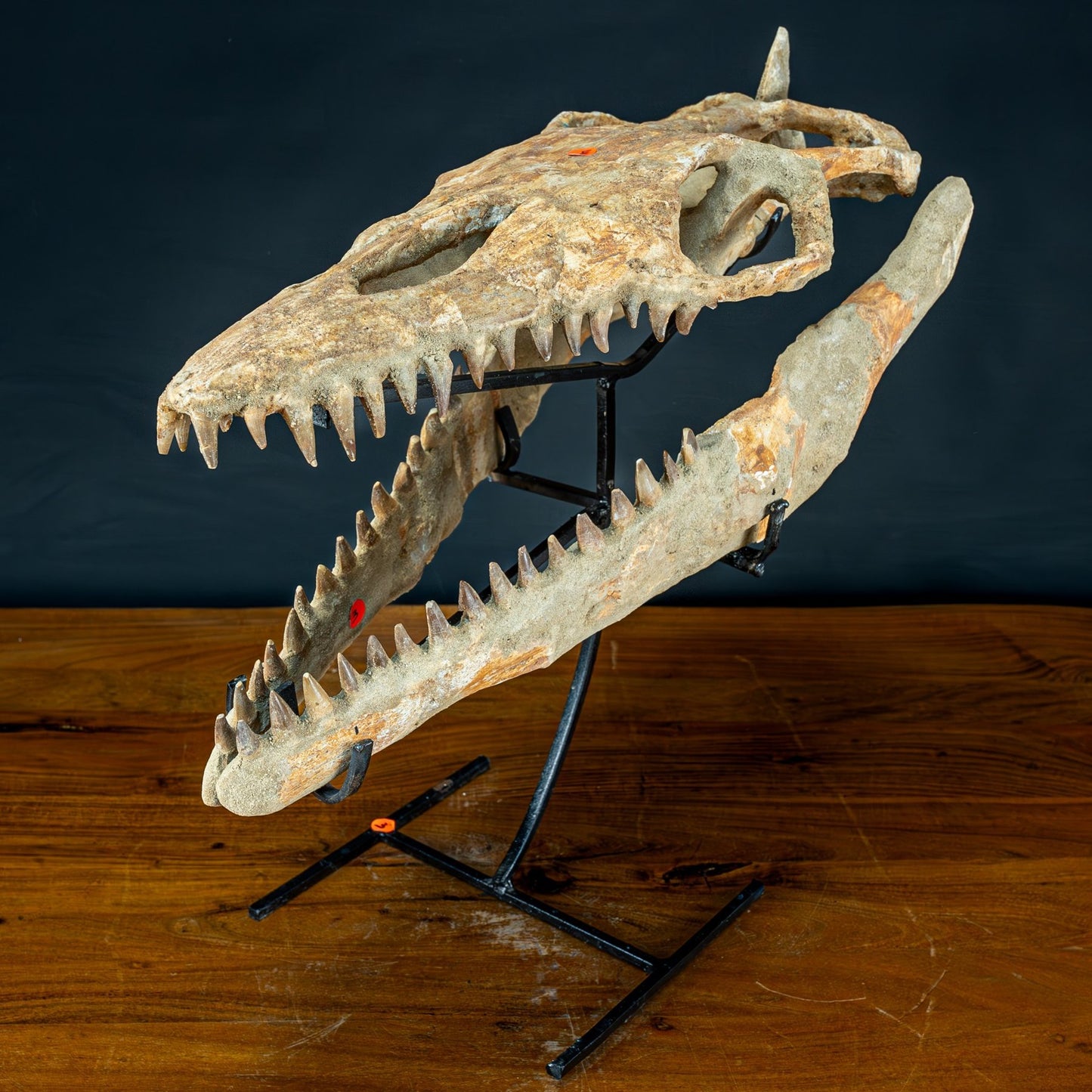 Fossiler Schädel eines Mosasaurus, sehr selten - 5144,26g