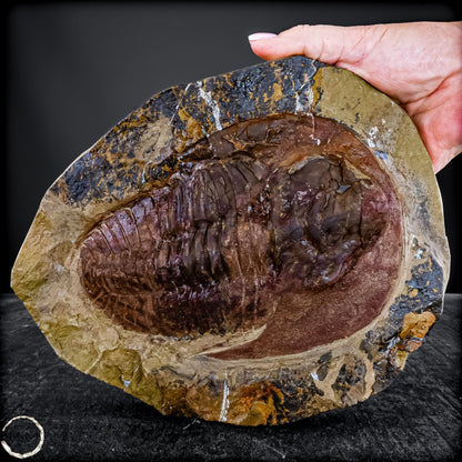 Fossil eines großen Trilobiten - Hollardops mesocristata, Marokko - 2275,73g