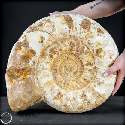 Sehr Großes Ammonit Fossil - 36666,66g