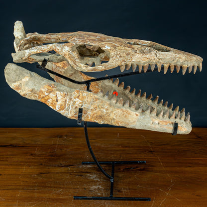 Fossiler Schädel eines Mosasaurus, sehr selten - 5144,26g