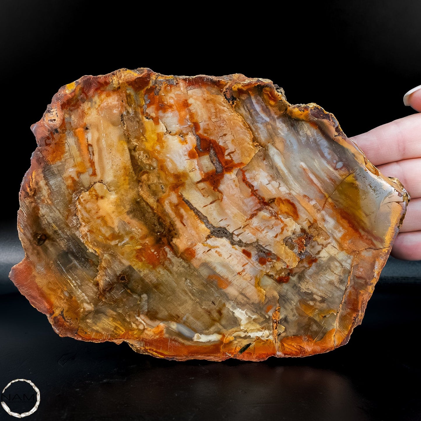 Natürliche Versteinerte Holz Kristall-Scheibe aus Arizona - 762,48g
