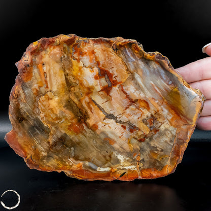 Natürliche Versteinerte Holz Kristall-Scheibe aus Arizona - 762,48g