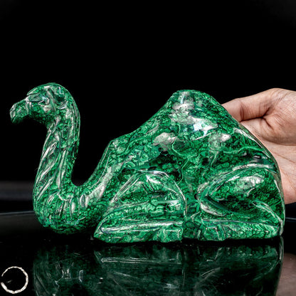 Sehr alte Malachit Skulptur Kamel, Kongo - 1844,82g