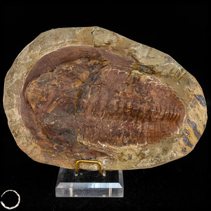 Fossil eines großen Trilobiten - Hollardops mesocristata, Marokko - 1675,72g