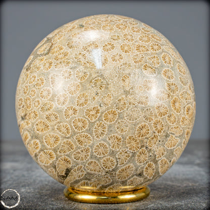 Natürliche Fossile Koralle als Kugel - 860,95g