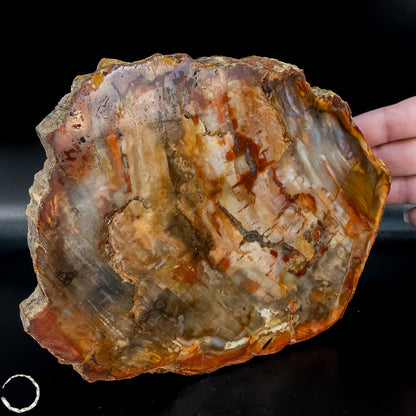 Natürliche Versteinerte Holz Kristall-Scheibe aus Arizona - 762,48g