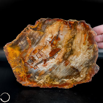 Natürliche Versteinerte Holz Kristall-Scheibe aus Arizona - 762,48g