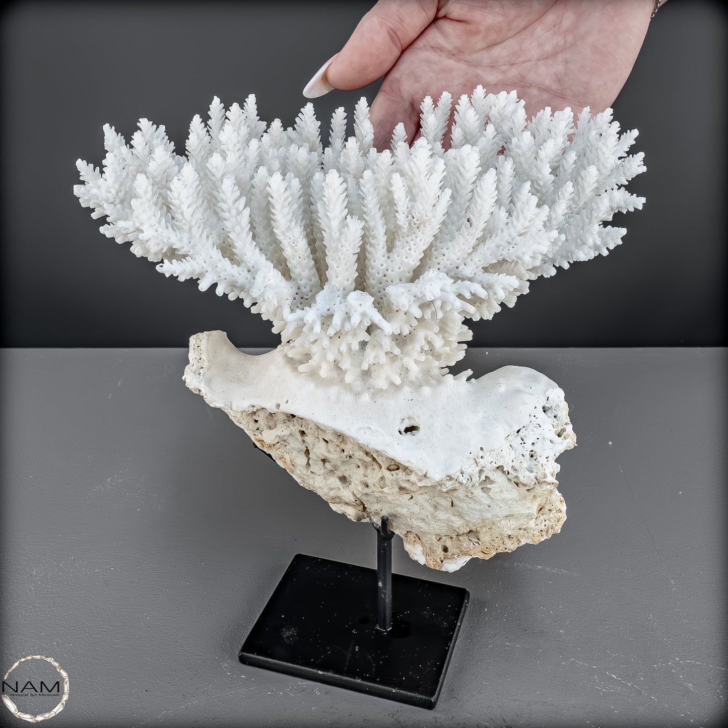 Zweige der weißen Koralle Acropora Florida auf Handgemachter Basis - 668,84g