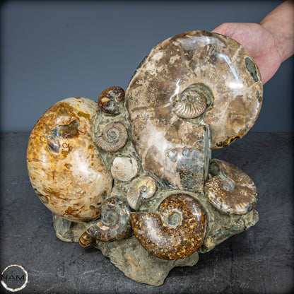 Natürliche Ammoniten der Cleoniceras-Gruppe - 8018,74g
