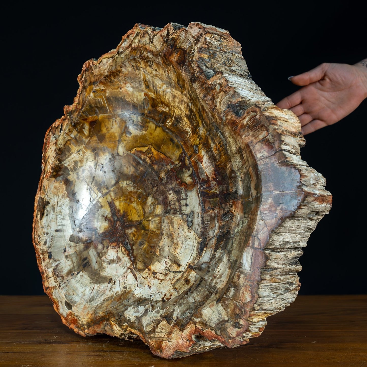 Natürliche, Große Versteinerte Holz Kristall-Schale - 12709,37g