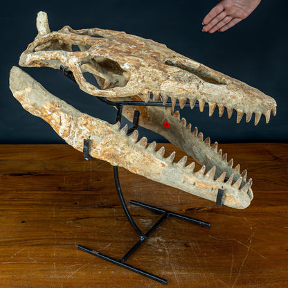 Fossiler Schädel eines Mosasaurus, sehr selten - 5144,26g