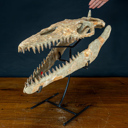 Fossiler Schädel eines Mosasaurus, sehr selten - 5144,26g