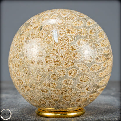 Natürliche Fossile Koralle als Kugel - 860,95g