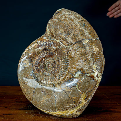 Natürliches Großes Ammoniten-Fossil in Septarien-Matrix - 17215,47g