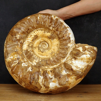 Sehr Großes Ammonit Fossil - 20125g - 425×360×190 mm