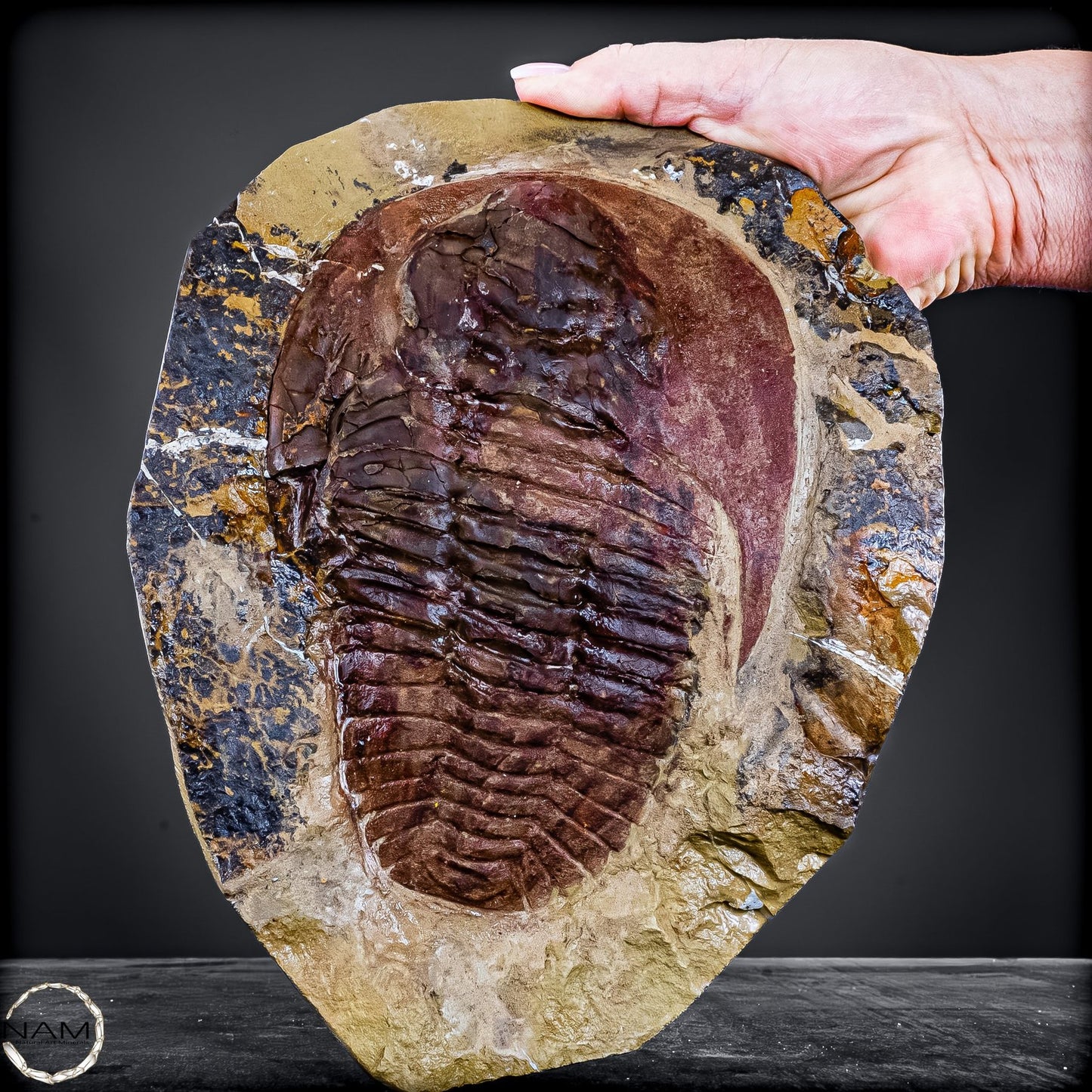 Fossil eines großen Trilobiten - Hollardops mesocristata, Marokko - 2275,73g