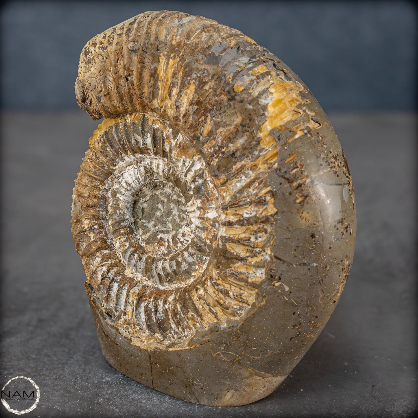 Natürliches Ammoniten-Fossil in Septarien-Matrix, sehr selten - 1719,05g