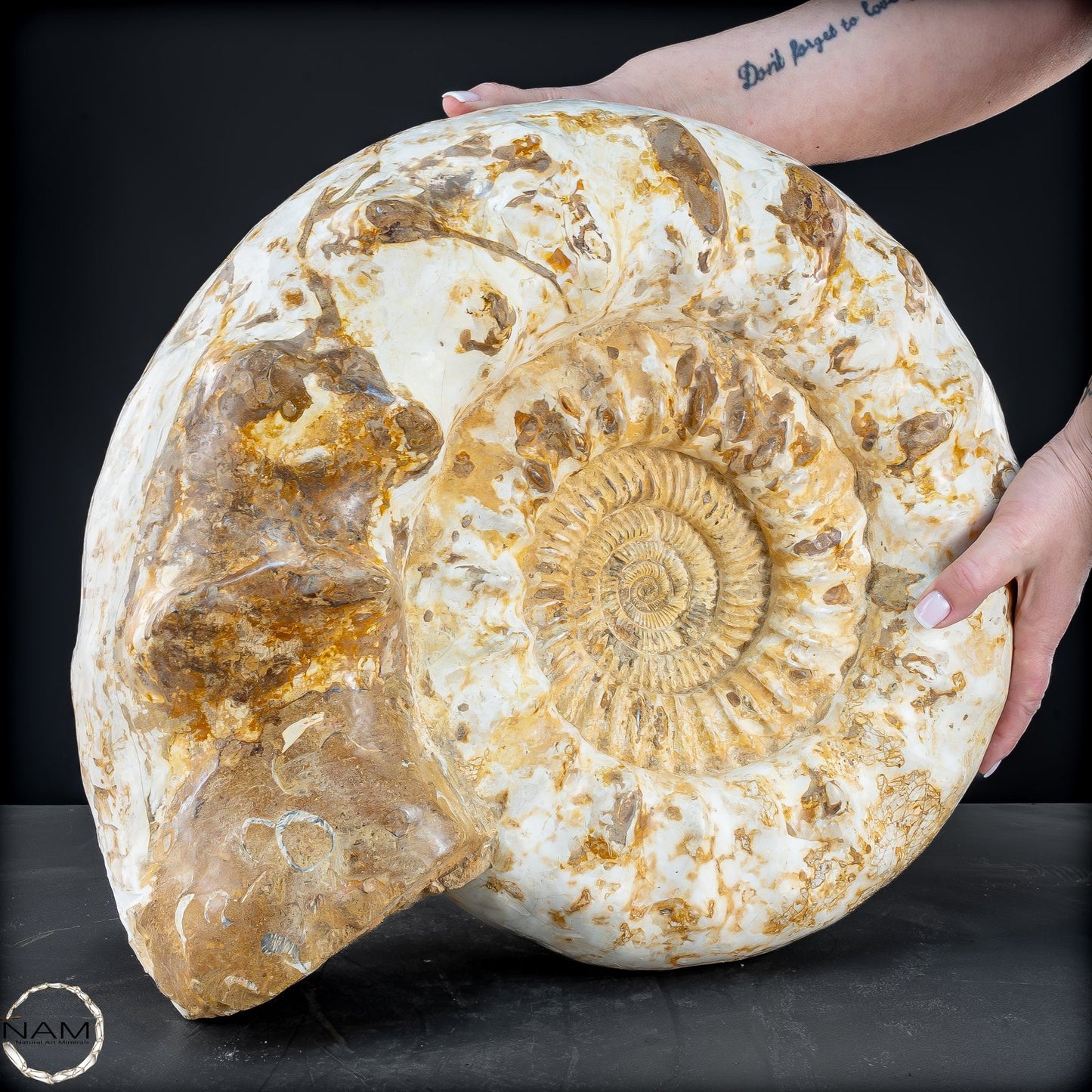Sehr Großes Ammonit Fossil - 36666,66g