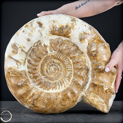 Sehr Großes Ammonit Fossil - 36666,66g