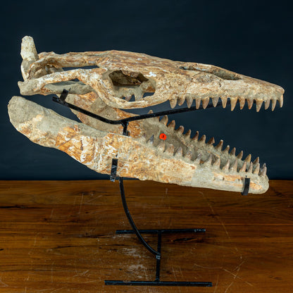 Fossiler Schädel eines Mosasaurus, sehr selten - 5144,26g