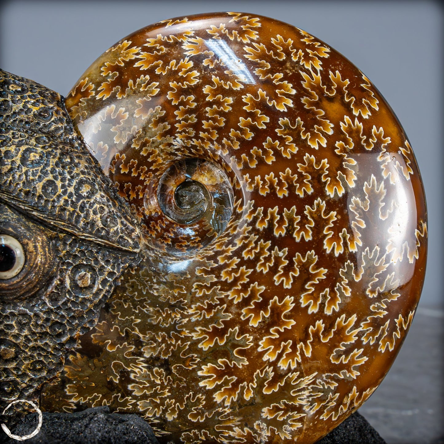 Natürlicher Ammonite verbunden mit Meisterhafter Kunst - 1079,22g