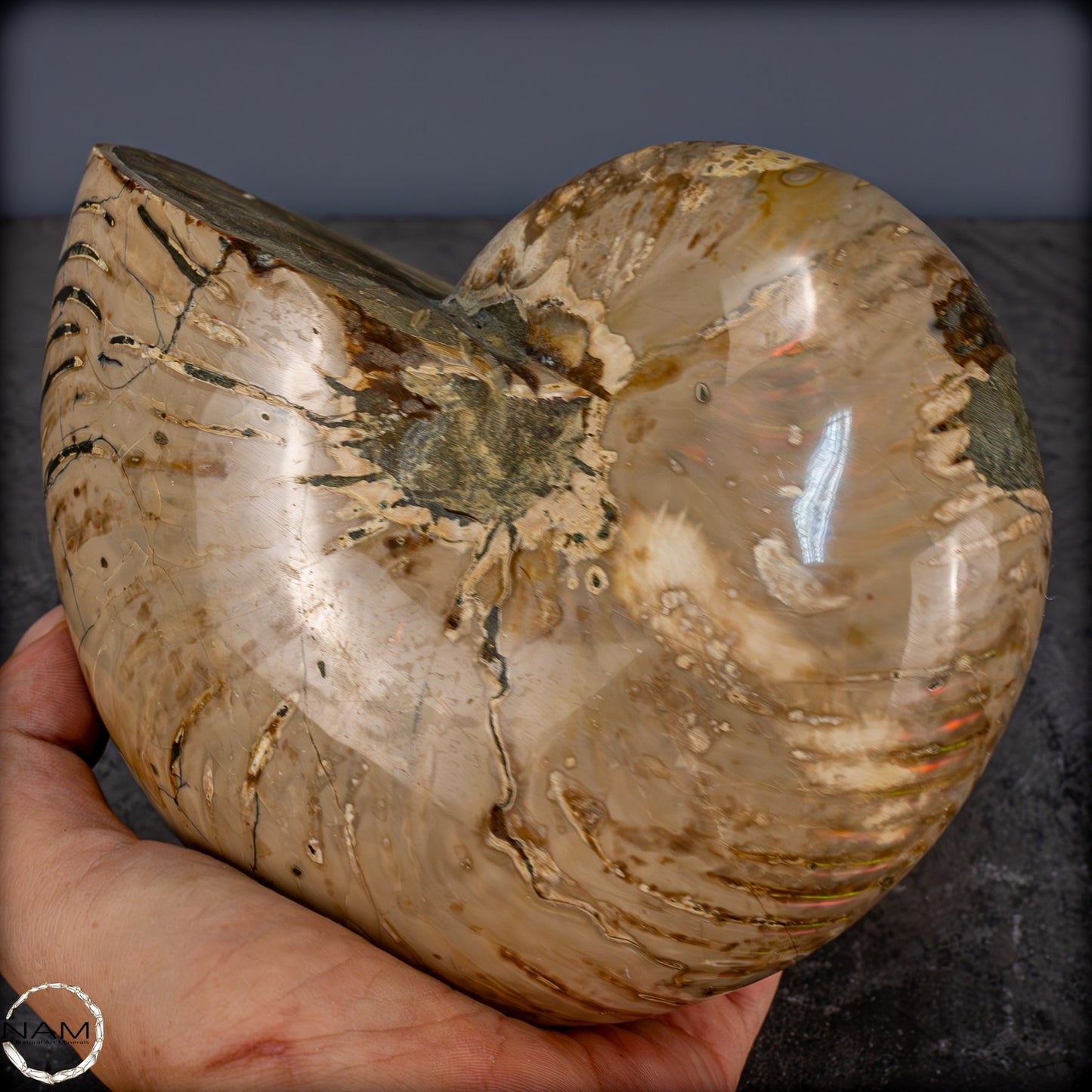 Natürlicher Bunter & Schillernder Nautilus Fossil - 3089,99g