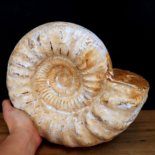 Ammonit Fossil - 9917,71g - 321 x 275 x 120 mm