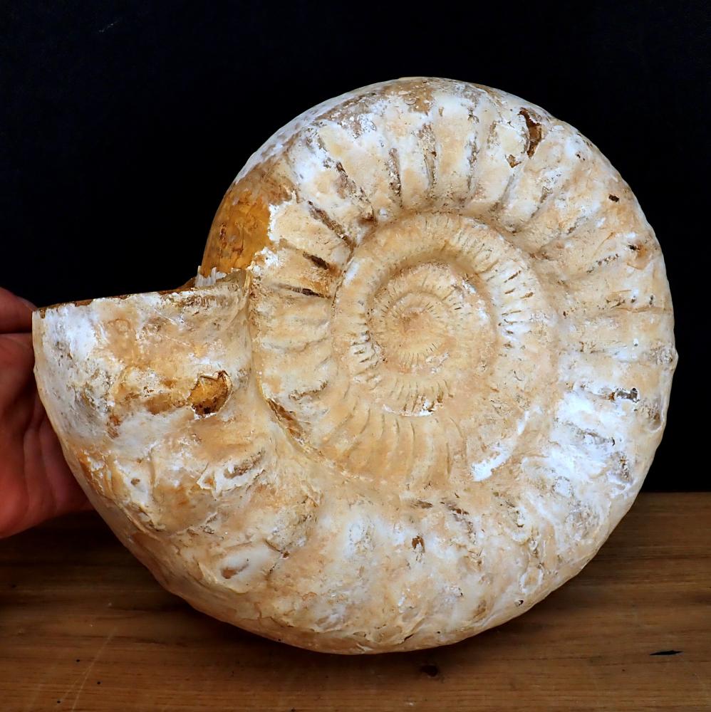 Ammonit Fossil - 9917,71g - 321 x 275 x 120 mm